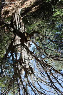 Monte Arso